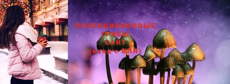 Псилоцибиновые грибы Psilocybine cubensis  Горняк 