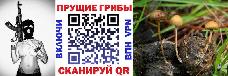 продажа наркотиков  Горняк  Галлюциногенные грибы мицелий 